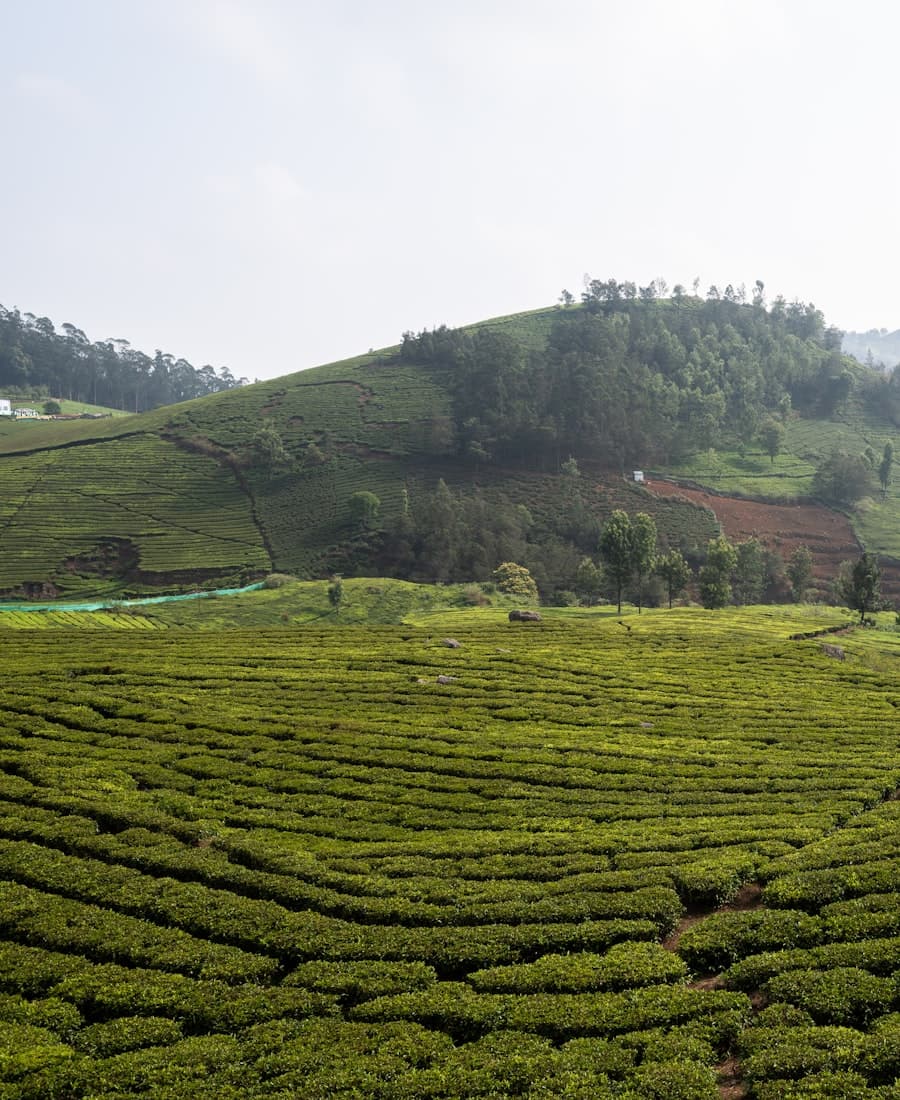 Tea-covered hills of Ella, Sri Lanka